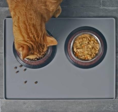 Dry Cat Food vs. Wet Cat Food