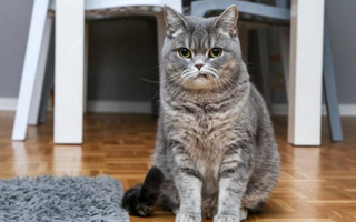 10 Things Humans do that Cats Dislike