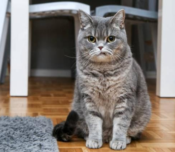 10 Things Humans do that Cats Dislike