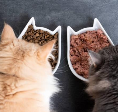Homemade Cat Food Vs. Store-Bought Cat Food