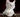Leaving for the Holidays? Tips on Holidays and Cat Care