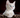 Leaving for the Holidays? Tips on Holidays and Cat Care