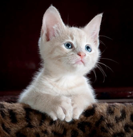 Leaving for the Holidays? Tips on Holidays and Cat Care