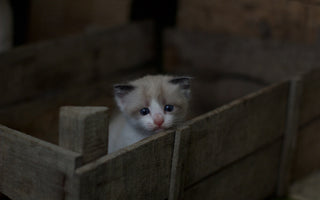 Why Would a Cat Stop Nursing Its Kittens?