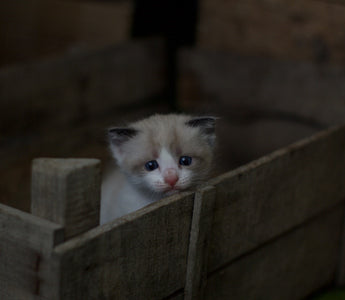 Why Would a Cat Stop Nursing Its Kittens?