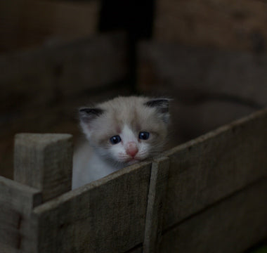 Why Would a Cat Stop Nursing Its Kittens?