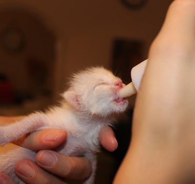 Bottle Feeding A Kitten – And Everything YOU Need To Know