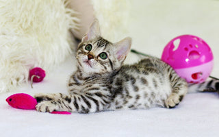 10 Best Cat Toys for Safe Indoor Play – Toy Pet Reviews