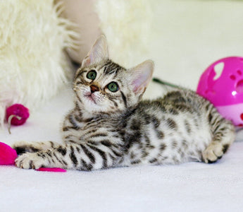 10 Best Cat Toys for Safe Indoor Play – Toy Pet Reviews