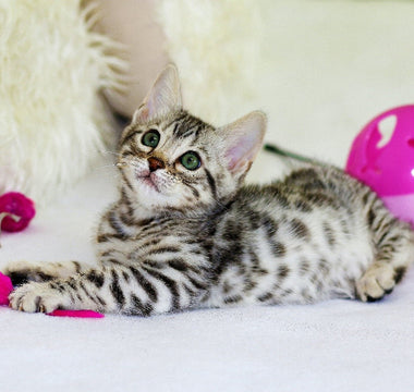 10 Best Cat Toys for Safe Indoor Play – Toy Pet Reviews