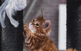 10 Best Da Bird Cat Toys
