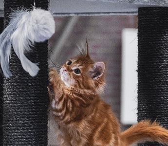 10 Best Da Bird Cat Toys