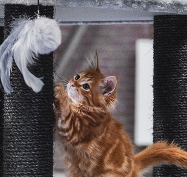 10 Best Da Bird Cat Toys