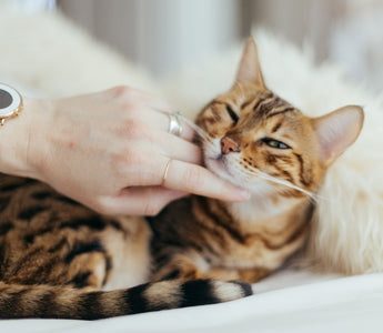 6 Grooming Essentials You Need For Your Cat