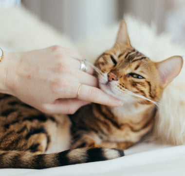 6 Grooming Essentials You Need For Your Cat