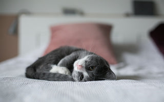 How To Syringe-Feed A Kitten?