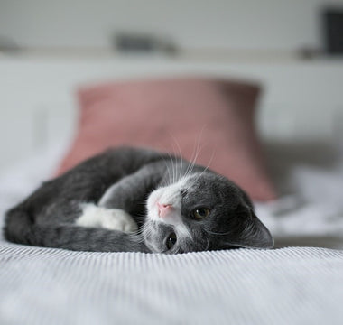 How To Syringe-Feed A Kitten?