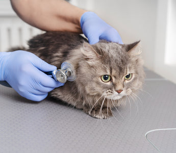5 Best Kitten Nursing Kits