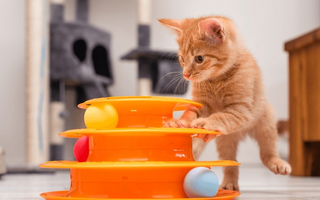 Interactive Cat Balls for cats