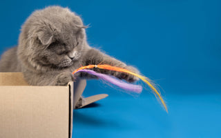 Curious Cat Playing with feather spring toy