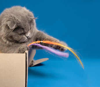 Curious Cat Playing with feather spring toy
