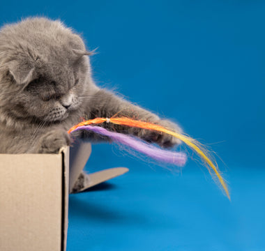 Curious Cat Playing with feather spring toy