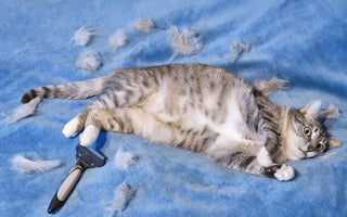 cat shedding