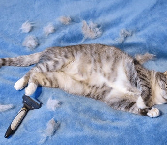 cat shedding