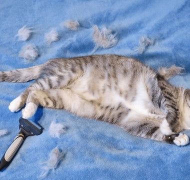 cat shedding