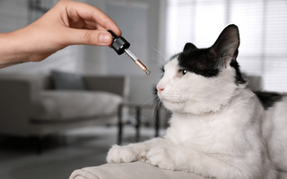 Rescue Remedy for Cats