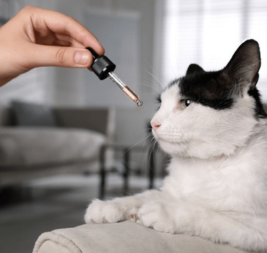 Rescue Remedy for Cats