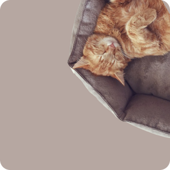 Cat Beds