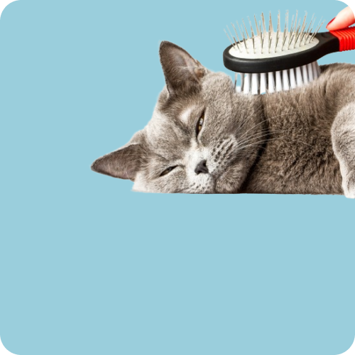 Cat Combs & Brushes