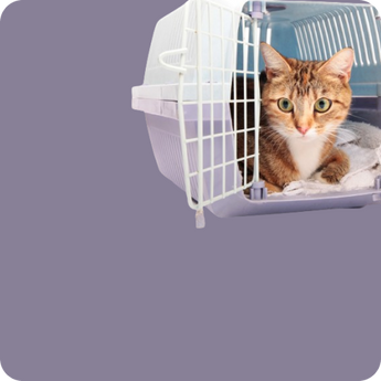 Cat Carriers