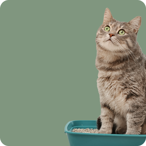 Cat Litter & Trays