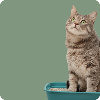 Cat Litter & Trays