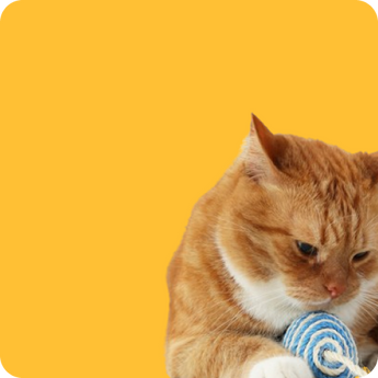 Cat Toys